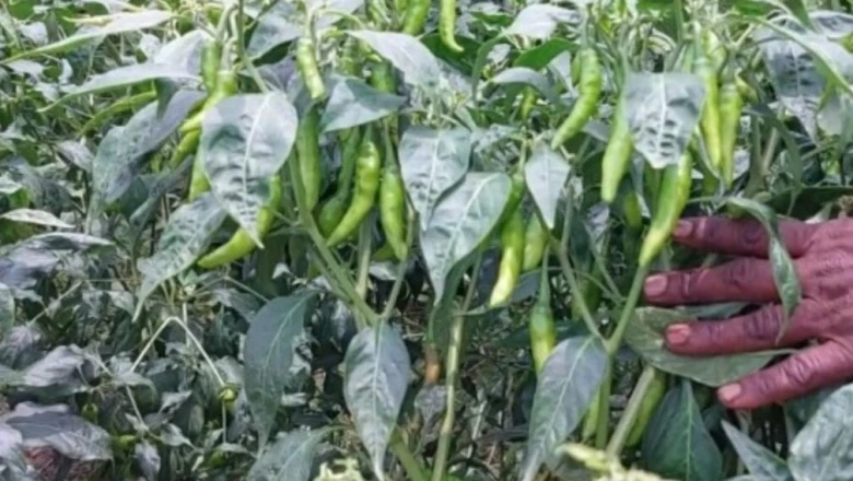 हरी मिर्च की खेती से किसानों की चमकेगी किस्मत, बंपर कमाई के लिए अपनाएं ये उन्नत किस्में