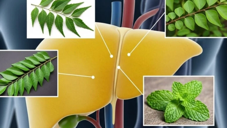 फैटी लिवर से हैं परेशान, तो रोजाना सुबह चबाएं ये 3 औषधीय पत्तियां