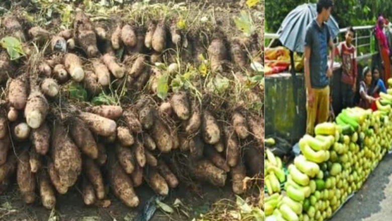 रतलाम की बालम ककड़ी और गराडू को मिला GI टैग, मालवा के जायके को मिली अंतरराष्ट्रीय पहचान