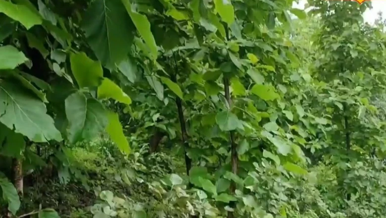 सागौन की खेती से होगी बंपर कमाई, घर बैठे ऐसे तैयार करें पौधे