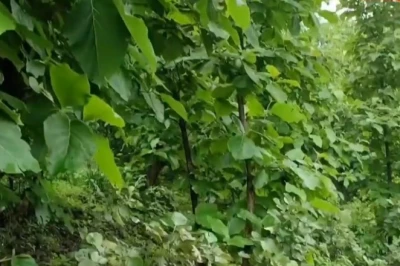 सागौन की खेती से होगी बंपर कमाई, घर बैठे ऐसे तैयार करें पौधे