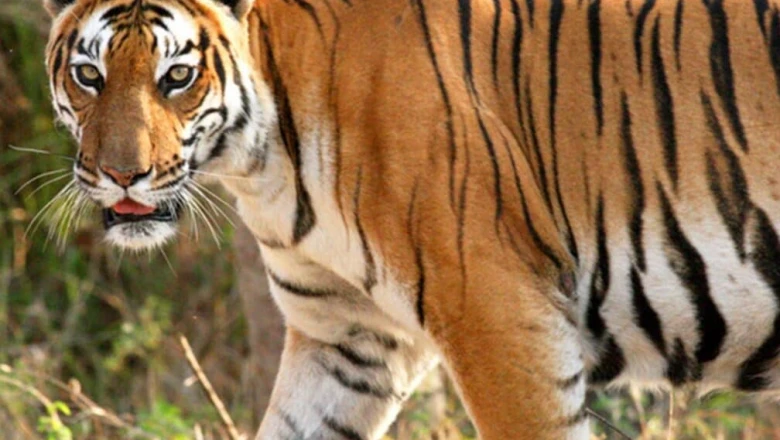 हिमाचल प्रदेश में रॉयल बंगाल टाइगर की दस्तक, वन विभाग ने बढ़ाई निगरानी