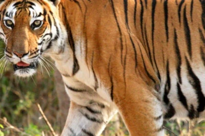 हिमाचल प्रदेश में रॉयल बंगाल टाइगर की दस्तक, वन विभाग ने बढ़ाई निगरानी