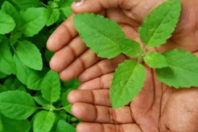 खंडवा की महिलाओं ने बदली खेती की तस्वीर, औषधीय तुलसी की फसल अब विदेशों में मचा रही धूम