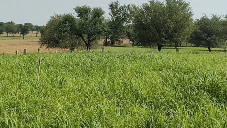 सीकर में मानसून की मेहरबानी: 4.25 लाख हेक्टेयर बुवाई का लक्ष्य, खेतों में लौटी बहार