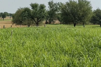 सीकर में मानसून की मेहरबानी: 4.25 लाख हेक्टेयर बुवाई का लक्ष्य, खेतों में लौटी बहार