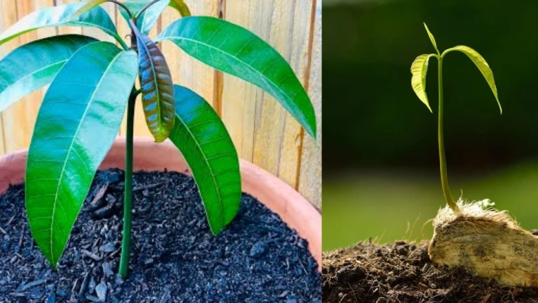 घर पर ही आम की गुठली से उगाएं हरा-भरा पौधा, केवल 4 से 5 दिन में दिखेगा कमाल