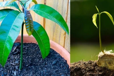 घर पर ही आम की गुठली से उगाएं हरा-भरा पौधा, केवल 4 से 5 दिन में दिखेगा कमाल