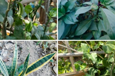 घर के पास सांप फटकने से भी डरेंगे, आज ही लगाएं ये 5 खास पौधे