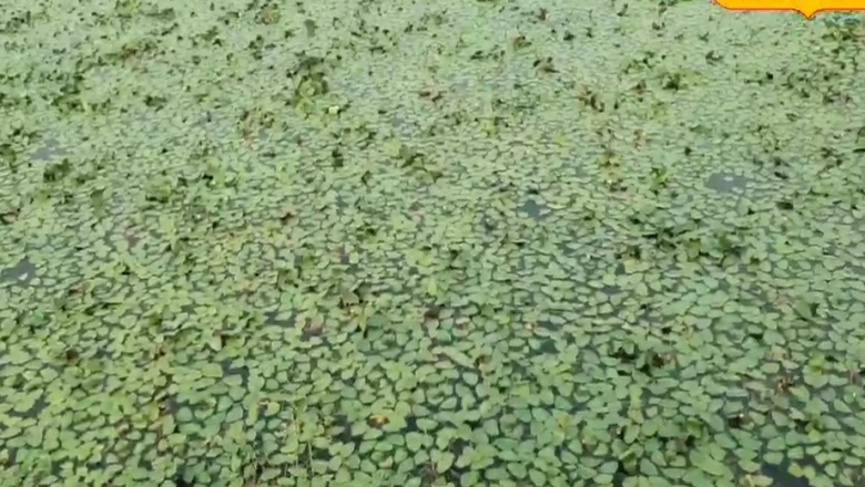 खेत में पानी जमा होने की समस्या से हैं परेशान, तो सिंघाड़े की खेती से कमाएं जबरदस्त मुनाफा