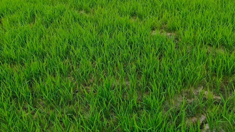 धान की नर्सरी में खरपतवार से हैं परेशान? गोंडा के किसान से जानिए इसे रोकने का अचूक तरीका