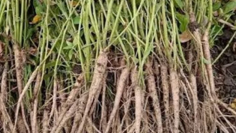 नागौर की अश्वगंधा ने जी-7 में जमाई धाक, प्रधानमंत्री मोदी ने विदेशी नेताओं को दी भेंट
