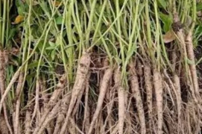 नागौर की अश्वगंधा ने जी-7 में जमाई धाक, प्रधानमंत्री मोदी ने विदेशी नेताओं को दी भेंट