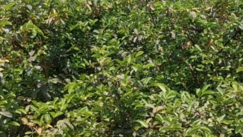 भागलपुर: मक्का और केला छोड़ अमरूद की खेती में जुटे किसान, वीएनआरबीसी किस्म से हो रही बंपर कमाई