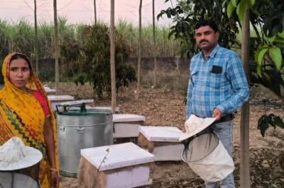 सरकारी योजना से बदली 5 किसानों की किस्मत, मधुमक्खी पालन से हो रही तगड़ी कमाई