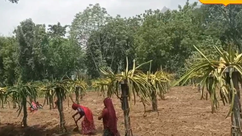 खेती का नया दौर: सिरोही के किसान एक ही खेत से ले रहे 5 फसलों की बंपर पैदावार
