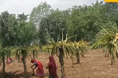 खेती का नया दौर: सिरोही के किसान एक ही खेत से ले रहे 5 फसलों की बंपर पैदावार