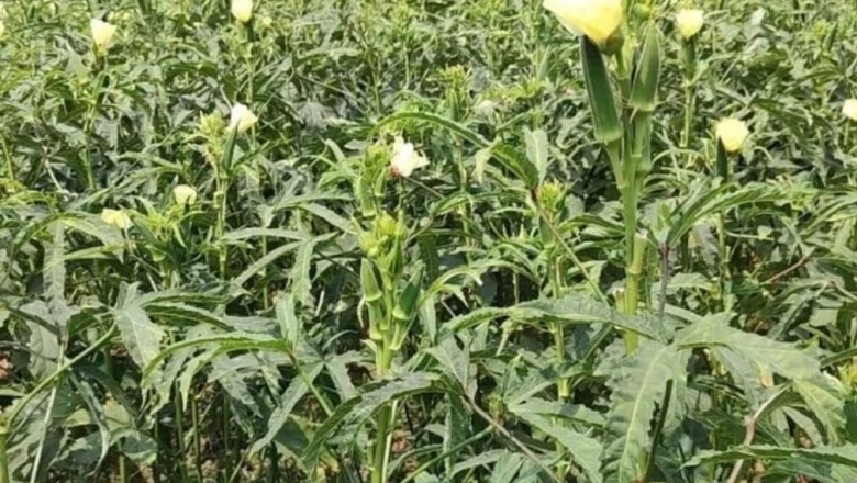 बोकारो के किसान की कामयाबी, भिंडी की खेती से कमाया दोगुना मुनाफा