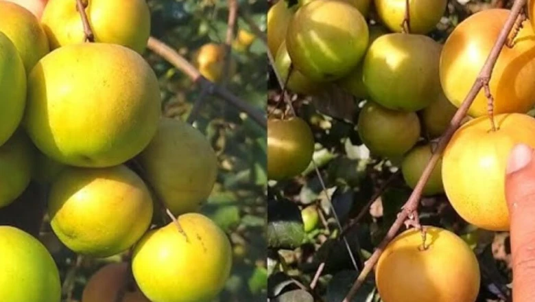 मात्र 20 हजार की लागत से शुरू करें यह अनोखी खेती, सालाना होगी 4 लाख रुपये तक की बंपर कमाई