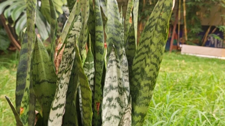 सरगुजा: घरों को सांपों से सुरक्षित रखने के लिए अपनाई जा रही अनोखी परंपरा, चौखट पर लगाते हैं नागफनी