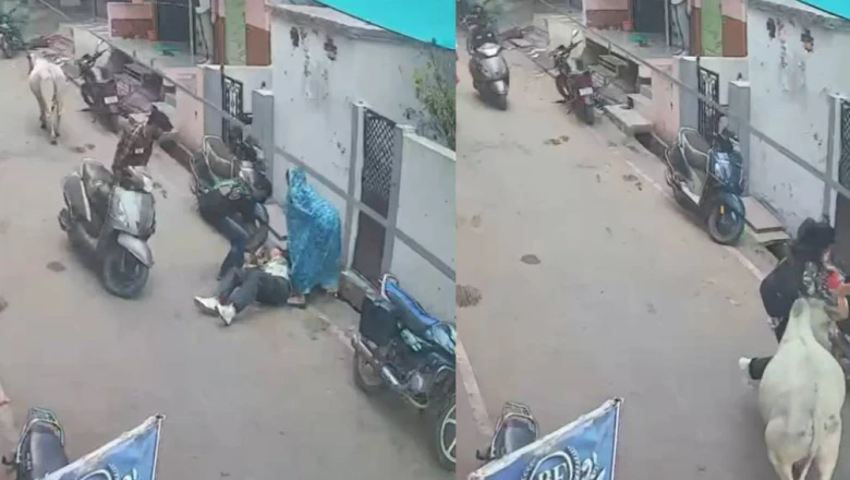 राजगढ़: सड़कों पर आवारा सांडों का खौफ, स्कूल से लौट रही बच्ची को मारी टक्कर
