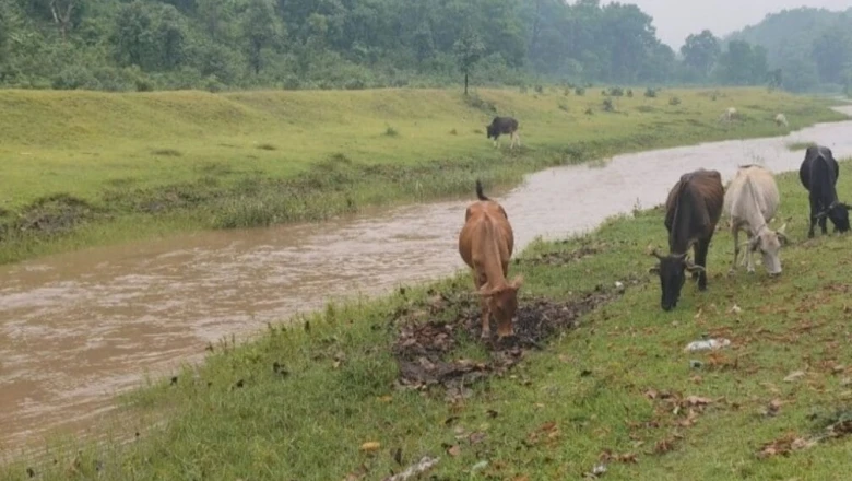 रांची का छिपा हुआ स्वर्ग: गूंगा नाला बना पर्यटकों की पहली पसंद, कश्मीर जैसी वादियों का मिलता है अहसास