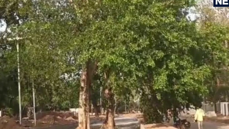 ग्वालियर में इंजीनियरिंग का अजीब नमूना, सड़क के बीच में खड़े पेड़ दे रहे हैं हादसों को न्योता