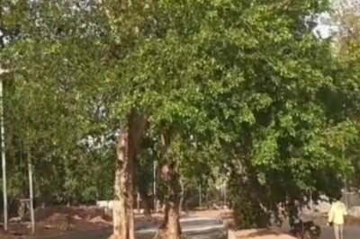 ग्वालियर में इंजीनियरिंग का अजीब नमूना, सड़क के बीच में खड़े पेड़ दे रहे हैं हादसों को न्योता