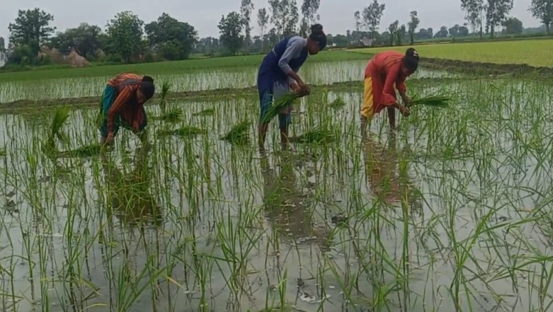 धान की रोपाई से पहले न करें ये चूक, छोटे पौधों को तेजी से बढ़ाने का आसान तरीका