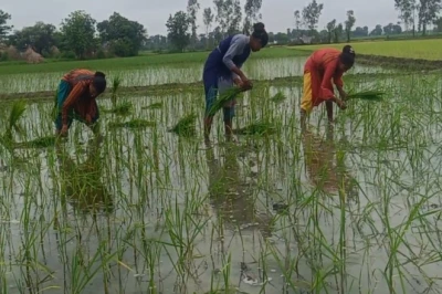 धान की रोपाई से पहले न करें ये चूक, छोटे पौधों को तेजी से बढ़ाने का आसान तरीका