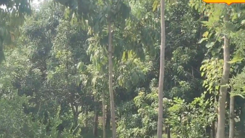 मानसून में लगाएं ये 100 पेड़, 20 साल में बन जाएंगे करोड़पति