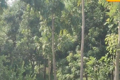 मानसून में लगाएं ये 100 पेड़, 20 साल में बन जाएंगे करोड़पति