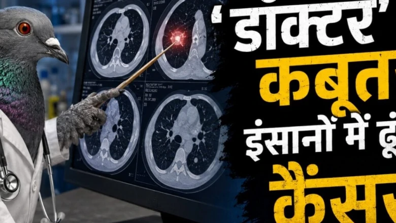 कैंसर की पहचान में चमत्कारी साबित हुए कबूतर, सीटी स्कैन देख सटीक निशाने पर ढूंढ निकाला ट्यूमर