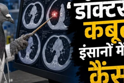 कैंसर की पहचान में चमत्कारी साबित हुए कबूतर, सीटी स्कैन देख सटीक निशाने पर ढूंढ निकाला ट्यूमर