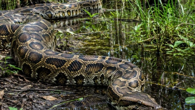 फ्लोरिडा में अजगरों का आतंक: वैज्ञानिकों ने खोजा ठिकाना, 177 सांप और 4100 अंडे किए नष्ट