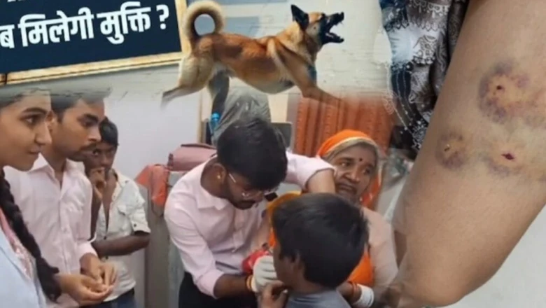 पाली में आवारा कुत्तों का खौफ: 48 घंटे में 17 लोगों को बनाया शिकार, मासूम बच्चे सबसे ज्यादा प्रभावित