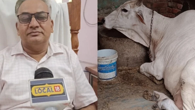 देसी गाय का दूध: कैंसर जैसी गंभीर बीमारियों से बचाव में मददगार, जानें इसके स्वास्थ्य लाभ