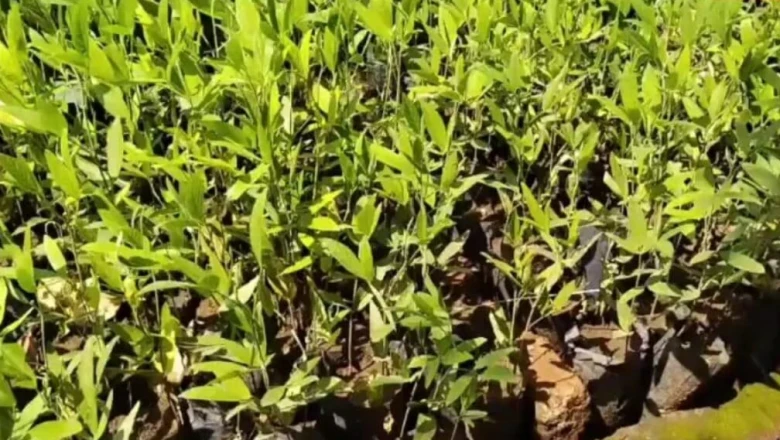 खेती का नया ट्रेंड: नर्सरी विधि से अरहर उगाकर किसान कमा रहे 10 गुना मुनाफा