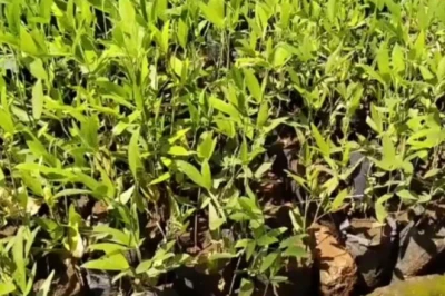 खेती का नया ट्रेंड: नर्सरी विधि से अरहर उगाकर किसान कमा रहे 10 गुना मुनाफा