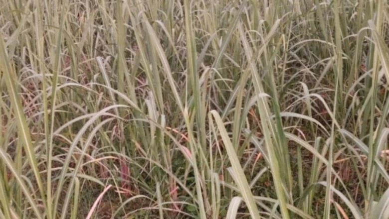 मानसून से पहले गन्ना किसान हो जाएं सावधान, फसल को गिरने से बचाने के लिए अपनाएं ये उपाय