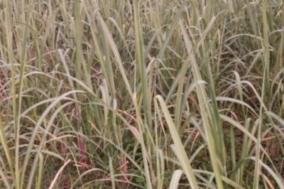 मानसून से पहले गन्ना किसान हो जाएं सावधान, फसल को गिरने से बचाने के लिए अपनाएं ये उपाय