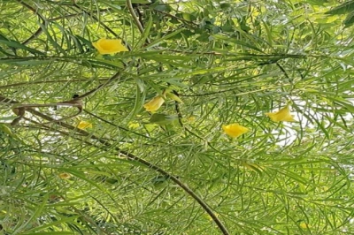 कनेर का पौधा: औषधीय गुणों का खजाना या जानलेवा विष, जानें इस्तेमाल का सही तरीका