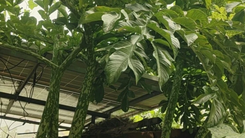 छपरा के किसानों की मालामाल करने वाली खेती: ओल की इस खास किस्म से हो रही बंपर कमाई
