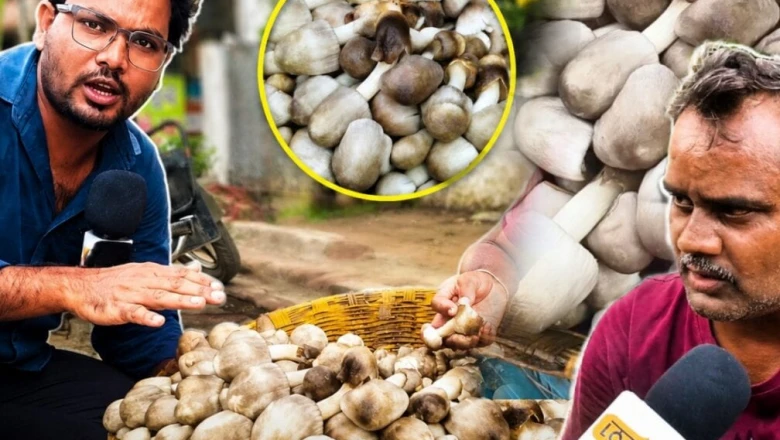 मानसून की पहली फुहार के साथ बिलासपुर में पहुंचा गांवों का सोना, जानें क्या है पैरा पुटू की कीमत