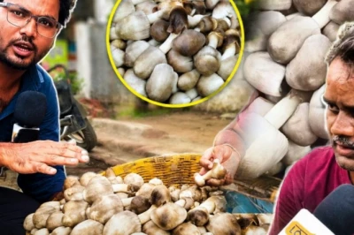 मानसून की पहली फुहार के साथ बिलासपुर में पहुंचा गांवों का सोना, जानें क्या है पैरा पुटू की कीमत