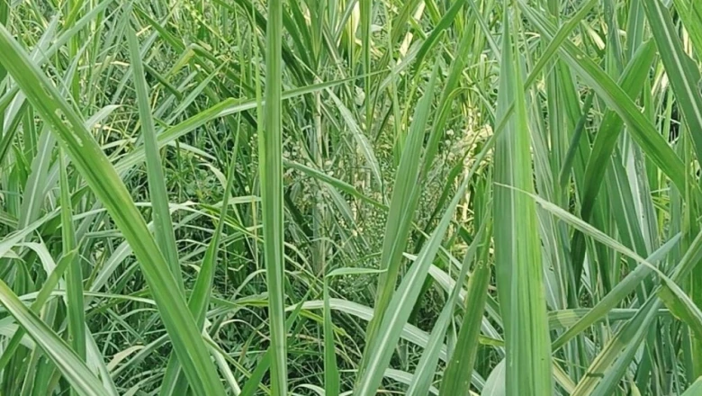 गोंडा के किसान राघवेंद्र मिश्रा की सफलता: दो एकड़ में गन्ने की खेती से कमा रहे हैं लाखों का मुनाफा