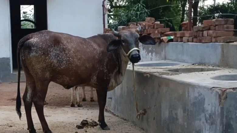 पशुपालक सावधान: बचत के चक्कर में मवेशियों को भूलकर भी न दें ऐसा खाना, जा सकती है उनकी जान