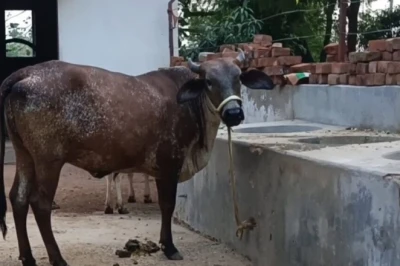 पशुपालक सावधान: बचत के चक्कर में मवेशियों को भूलकर भी न दें ऐसा खाना, जा सकती है उनकी जान
