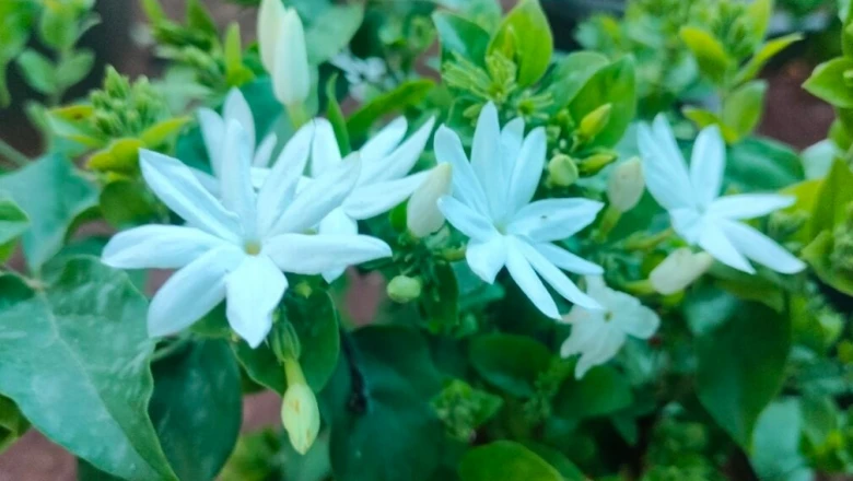 मानसून की फुहारों में लगाएं ये 5 खुशबूदार फूल, आपका घर बन जाएगा महकता हुआ बगीचा
