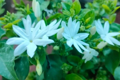 मानसून की फुहारों में लगाएं ये 5 खुशबूदार फूल, आपका घर बन जाएगा महकता हुआ बगीचा